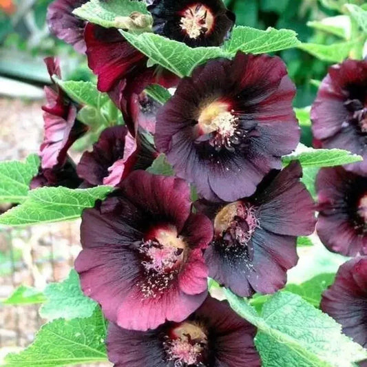 Nigra Hollyhock Seeds – Alcea rosea | Deep Black Heirloom Blooms