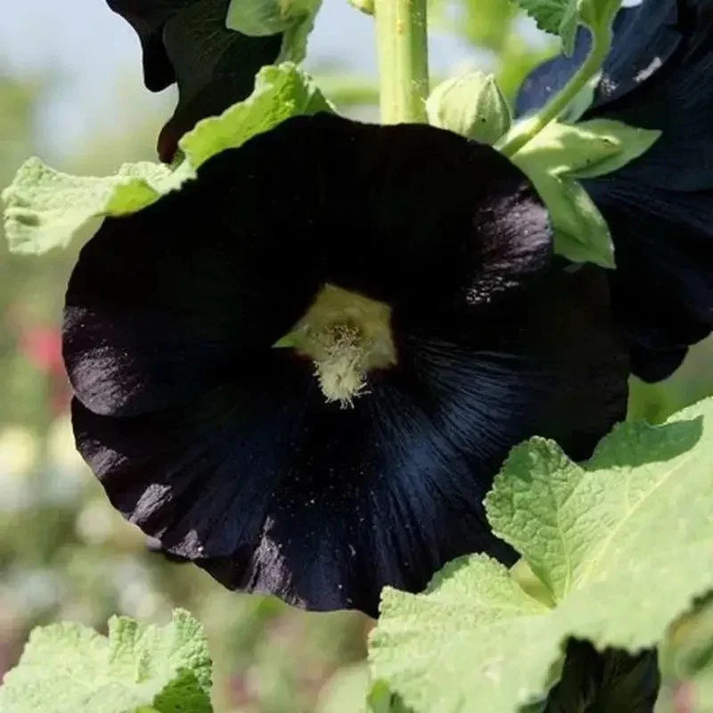 Nigra Hollyhock Seeds – Alcea rosea | Deep Black Heirloom Blooms