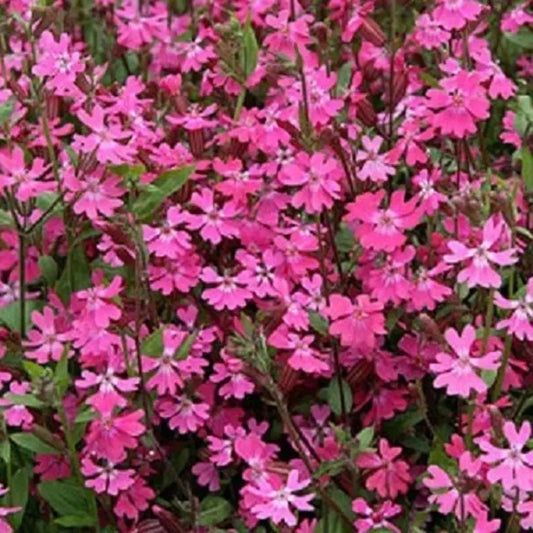 Close-up of pink flowers with green leaves
