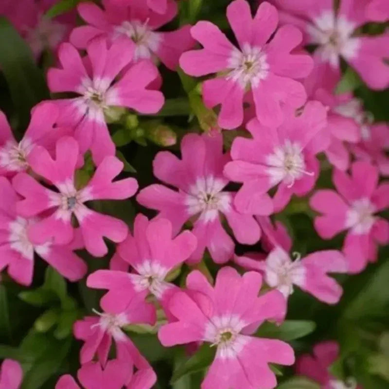 Close-up of pink flowers with a blurred green background