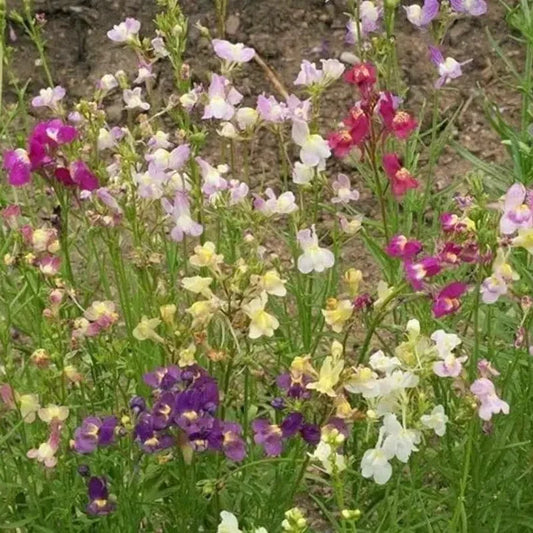 Multicolored flowers including purple, white, and yellow in a natural setting.