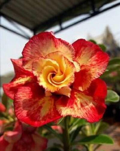 4 Desert Rose Seeds - Adenium Obesum