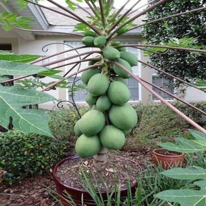 Original Solo Sunset Papaya Seeds