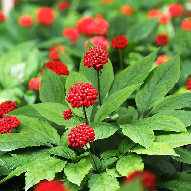 Panax ginseng plant with red berries
