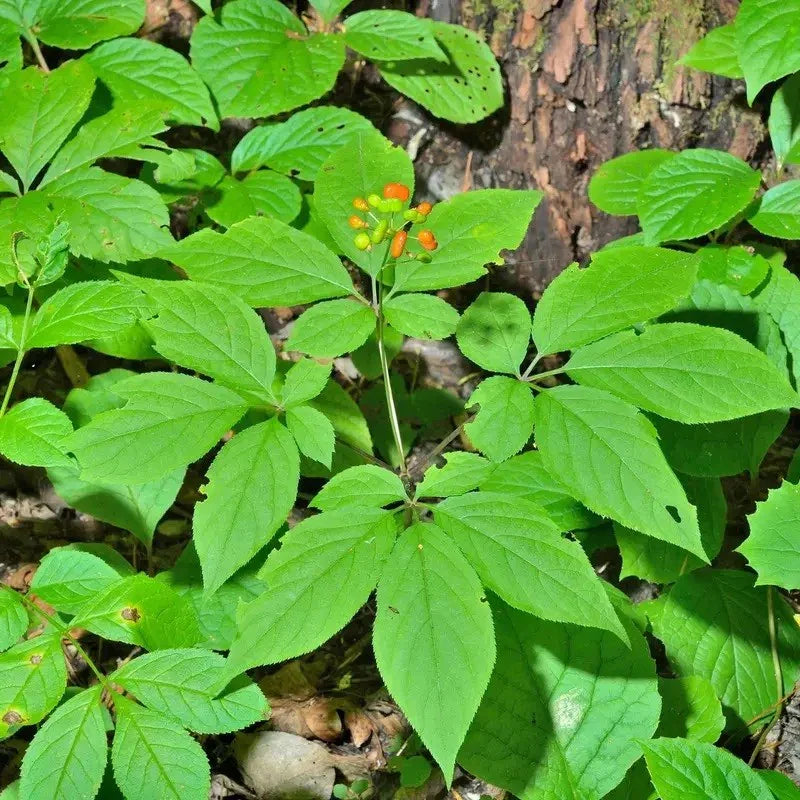 Young Panax ginseng plant with green leaves
