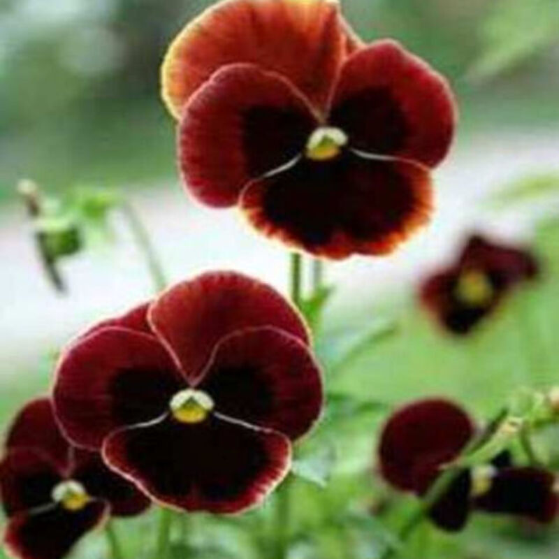 50 Pansy Seeds – Viola Tricolor Flower Mix