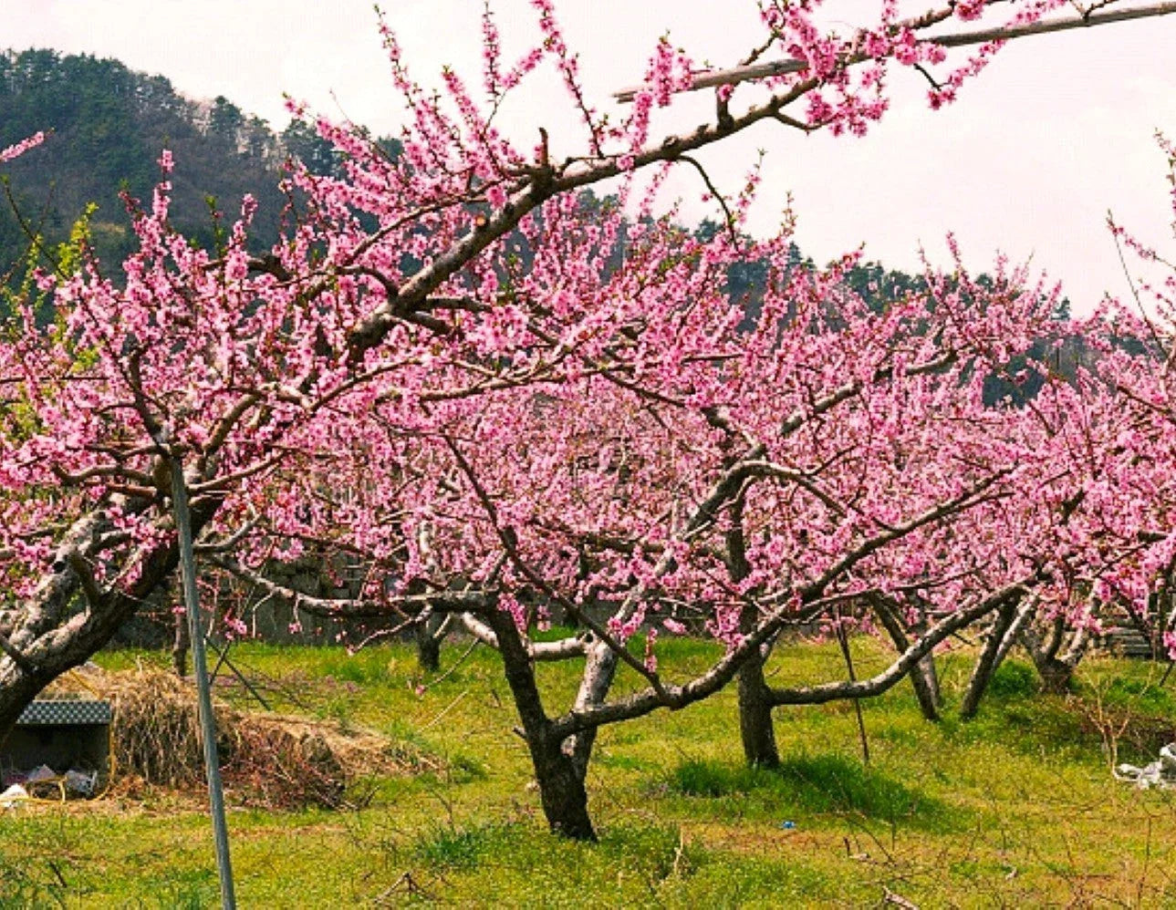 Pink flowering trees in a field with mountains in the background
