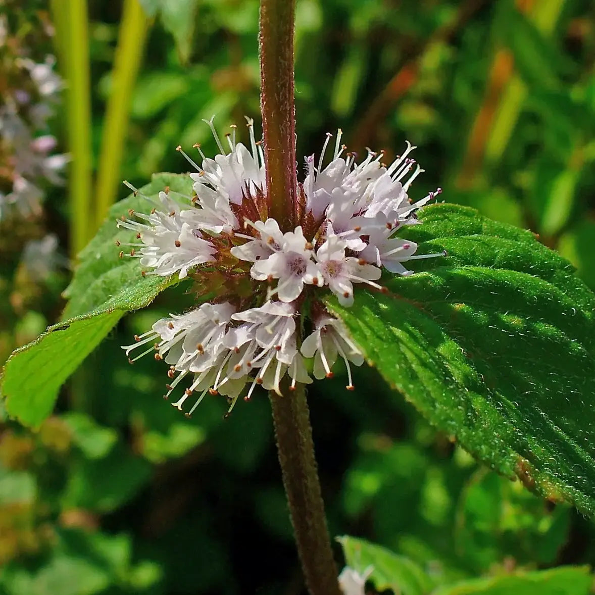 250 Pennyroyal - Mentha Pulegium Seeds