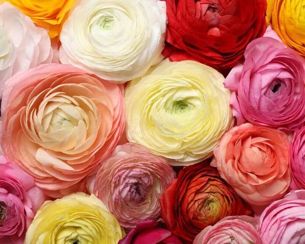 12 Peony Ranunculus Bulbs for Planting