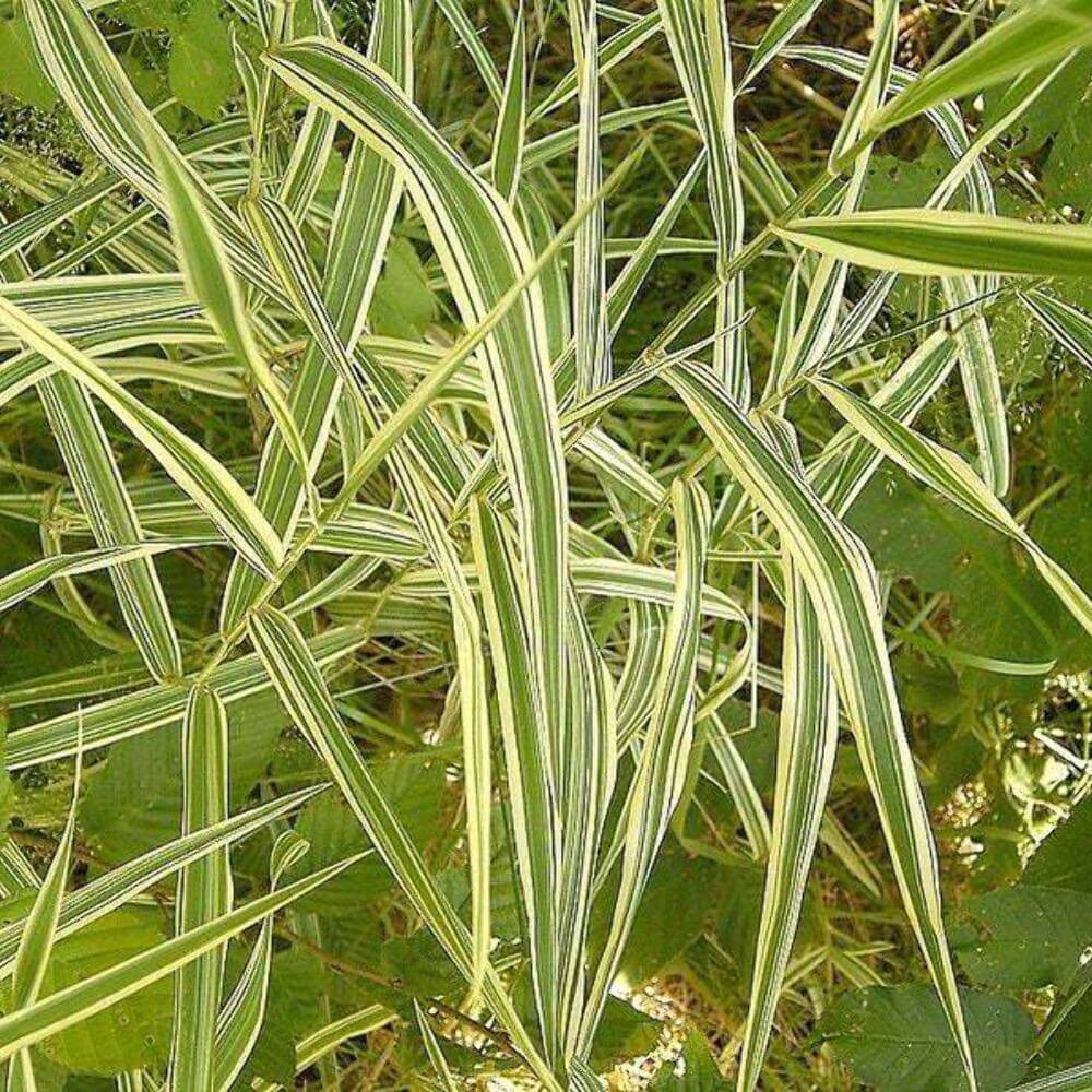 3000 Reed Canary Grass Seeds