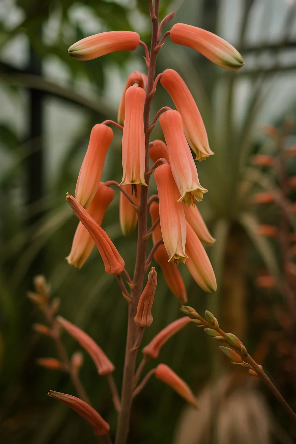 Glowing Pink Blush orange flowers with a blurred green background