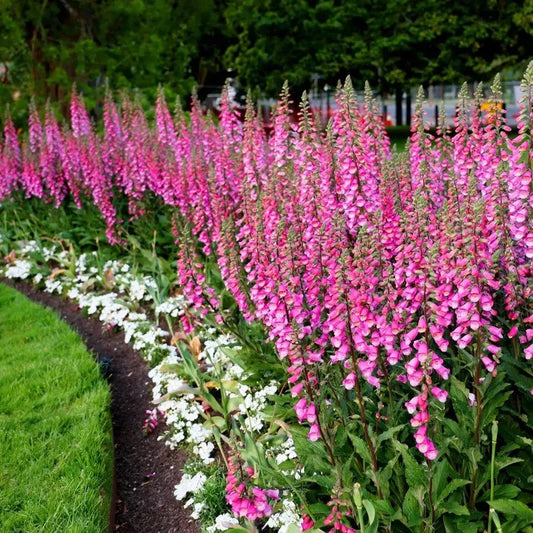 Row of pink flowers with white flowers in the foreground, set against a natural background.