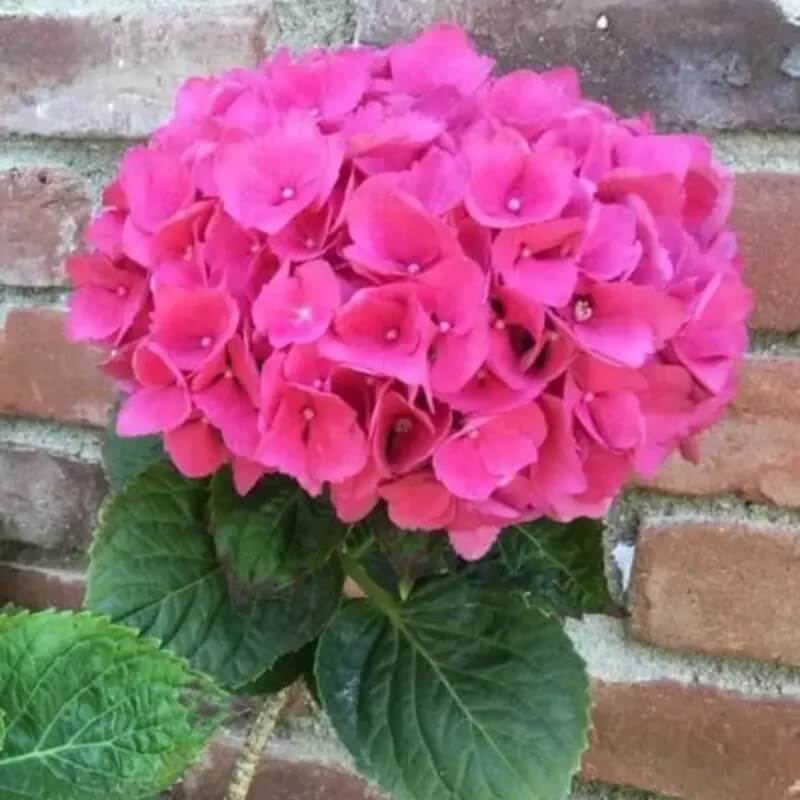 5 Hydrangea Seeds β Garden-Ready Perennial Beauty