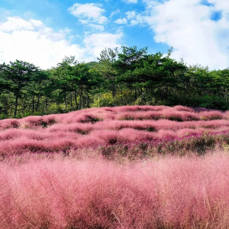 Pink grass field with trees under a blue sky