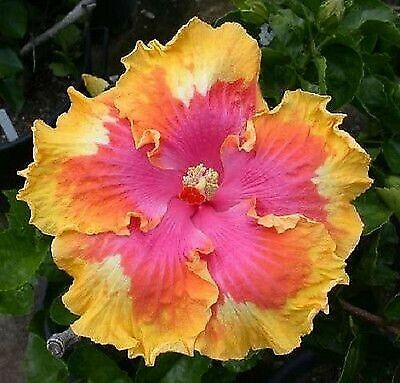 20 Giant Hibiscus Flower Seeds - 18 Color