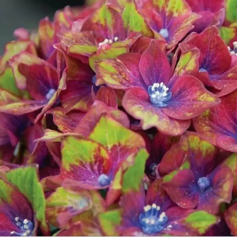 5 Hydrangea Seeds β Garden-Ready Perennial Beauty