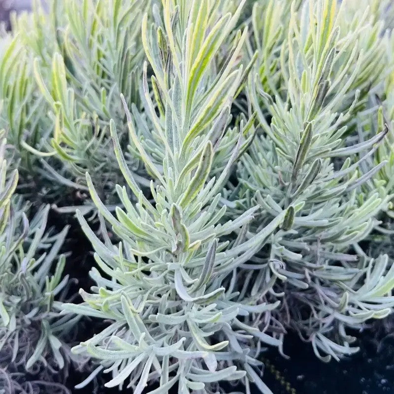 Lavender Live Plants – Fragrant Spa Herb | Well-Rooted Plugs