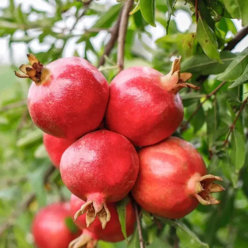 25 Pomegranate Fruit Tree Seeds – Punica granatum
