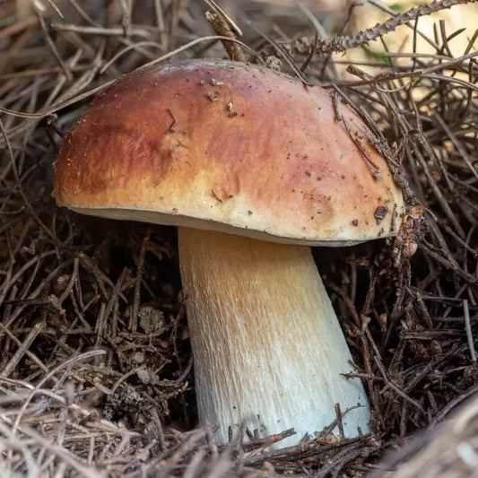 Porcini Mushroom Grow Kit β King Bolete Spores in Sawdust (40g)