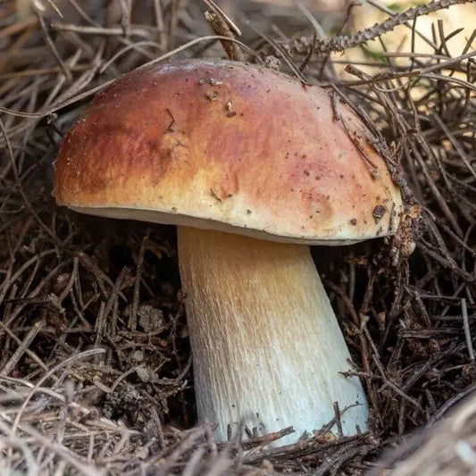 Porcini Mushroom Grow Kit – King Bolete Spores in Sawdust (40g)