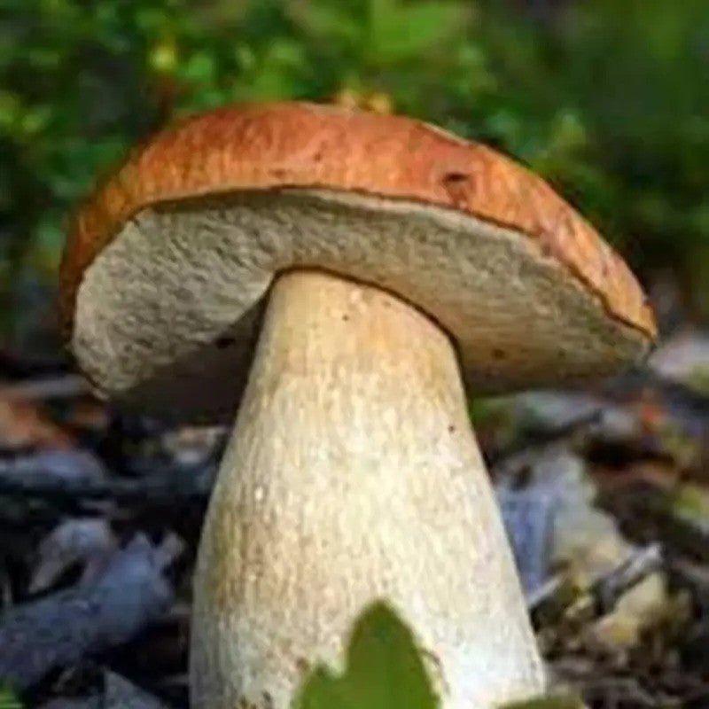 Porcini Mushroom Grow Kit – King Bolete Spores in Sawdust (40g)