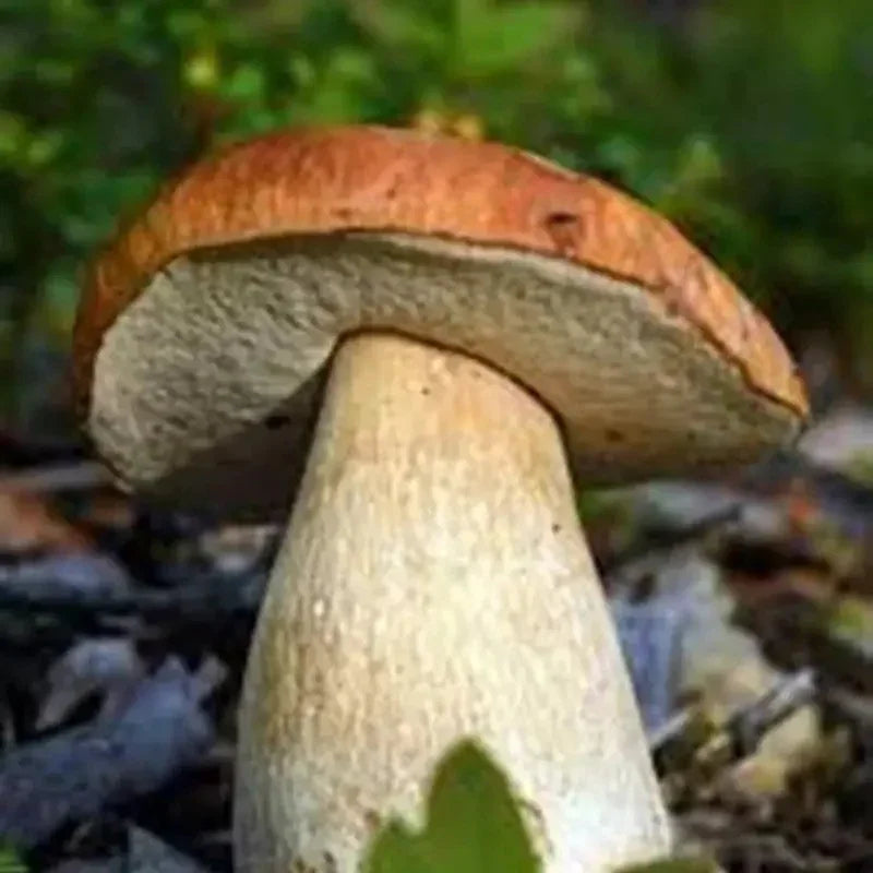 Porcini Mushroom Grow Kit – King Bolete Spores in Sawdust (40g)