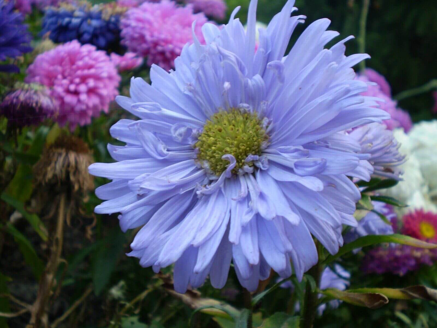 500 Powder Puff Aster Seeds - Mix
