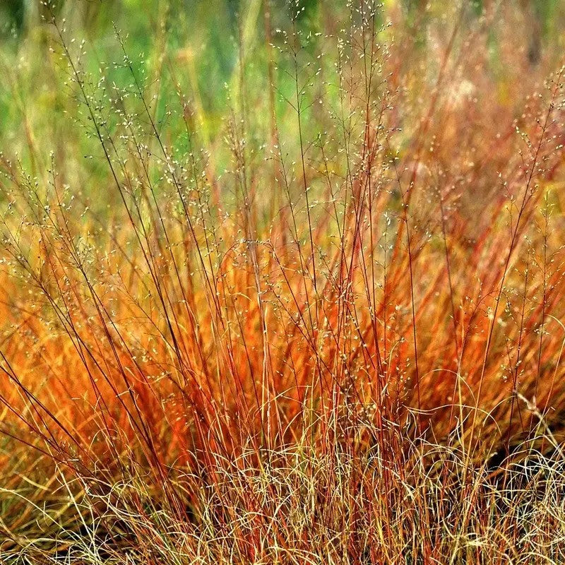 200 Prairie Dropseed Native Grass Seeds
