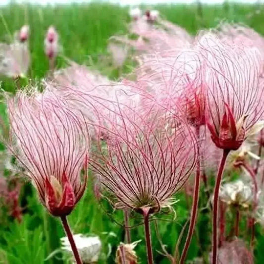 Pink wildflowers with feathery seed heads in a field