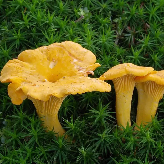 Premium Chanterelle Mushroom Spores Seeds for Home Cultivation