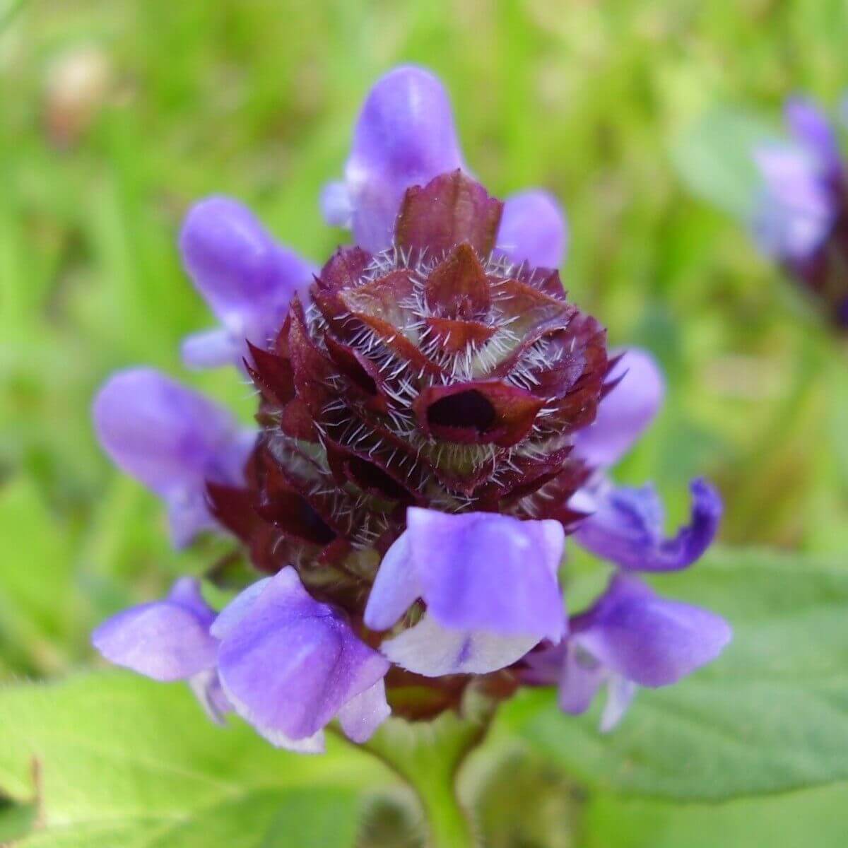 1000 Allheal Seeds - Prunella vulgaris