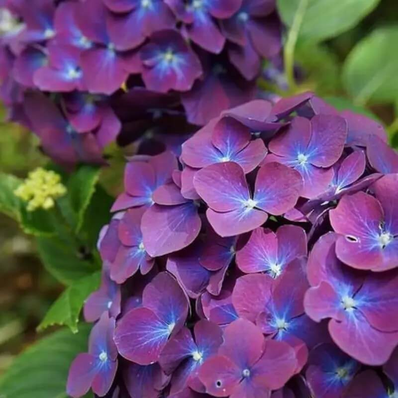 5 Hydrangea Seeds β Garden-Ready Perennial Beauty