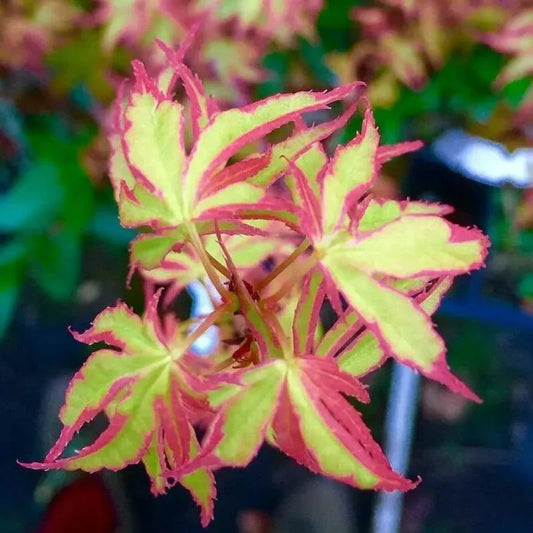 Close-up of a plant with pink and green leaves against a blurred background