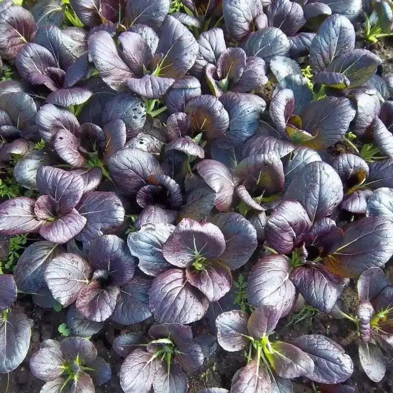 200 Purple Lady Bok Choy Seeds