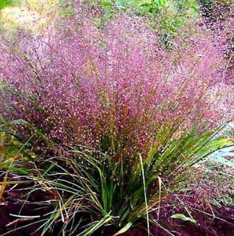 Pink flowering plant with green leaves in a natural setting