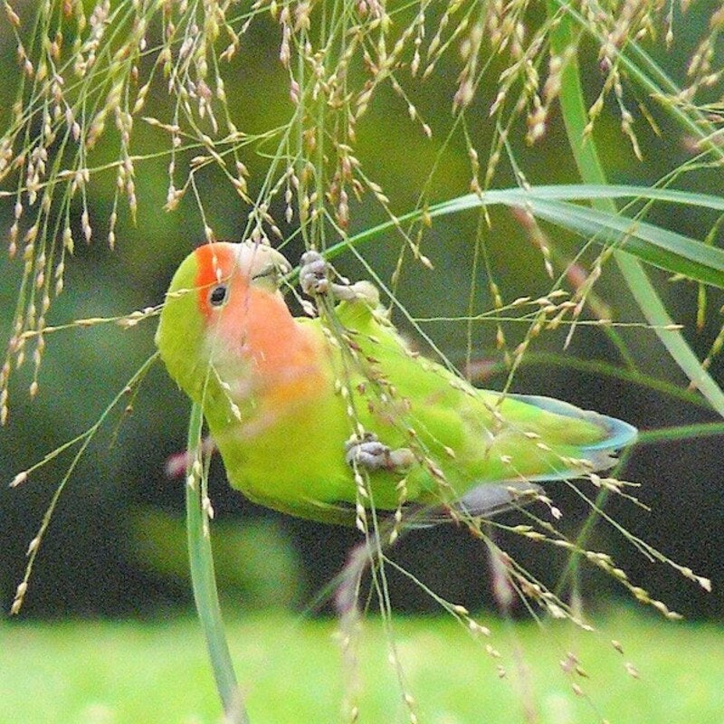 Green parrotlet perched on grass with a blurred green background