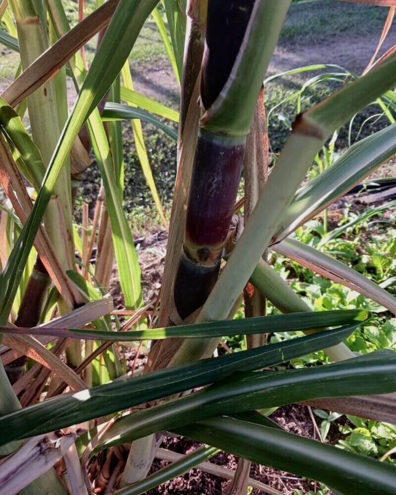 2 Purple Sugarcane Cuttings