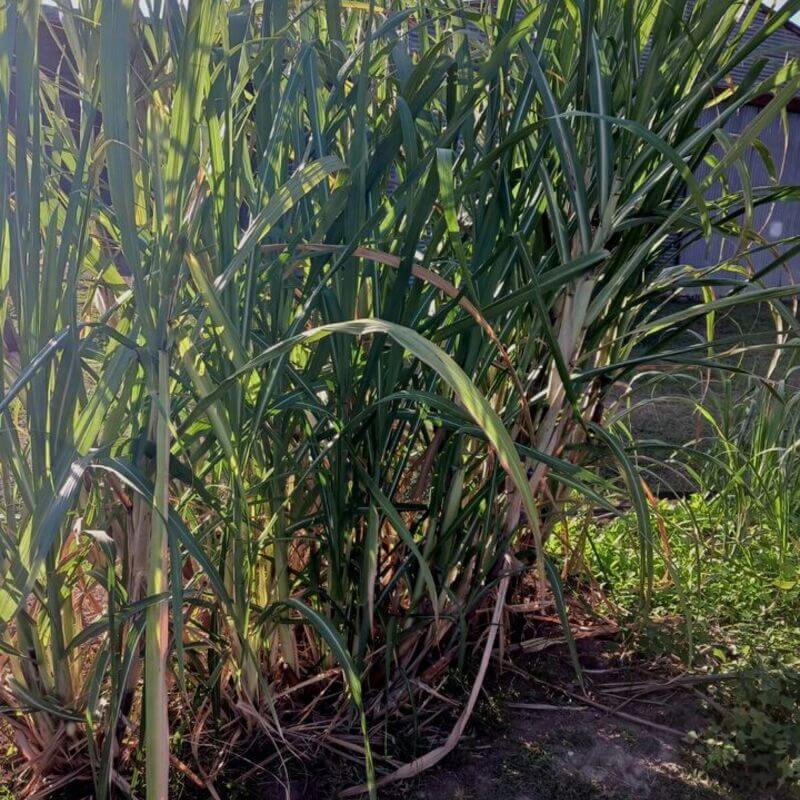 2 Purple Sugarcane Cuttings