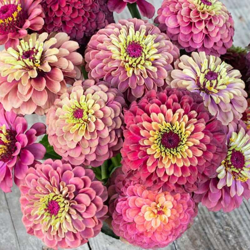 100 Queen Lime Red Zinnia Seeds
