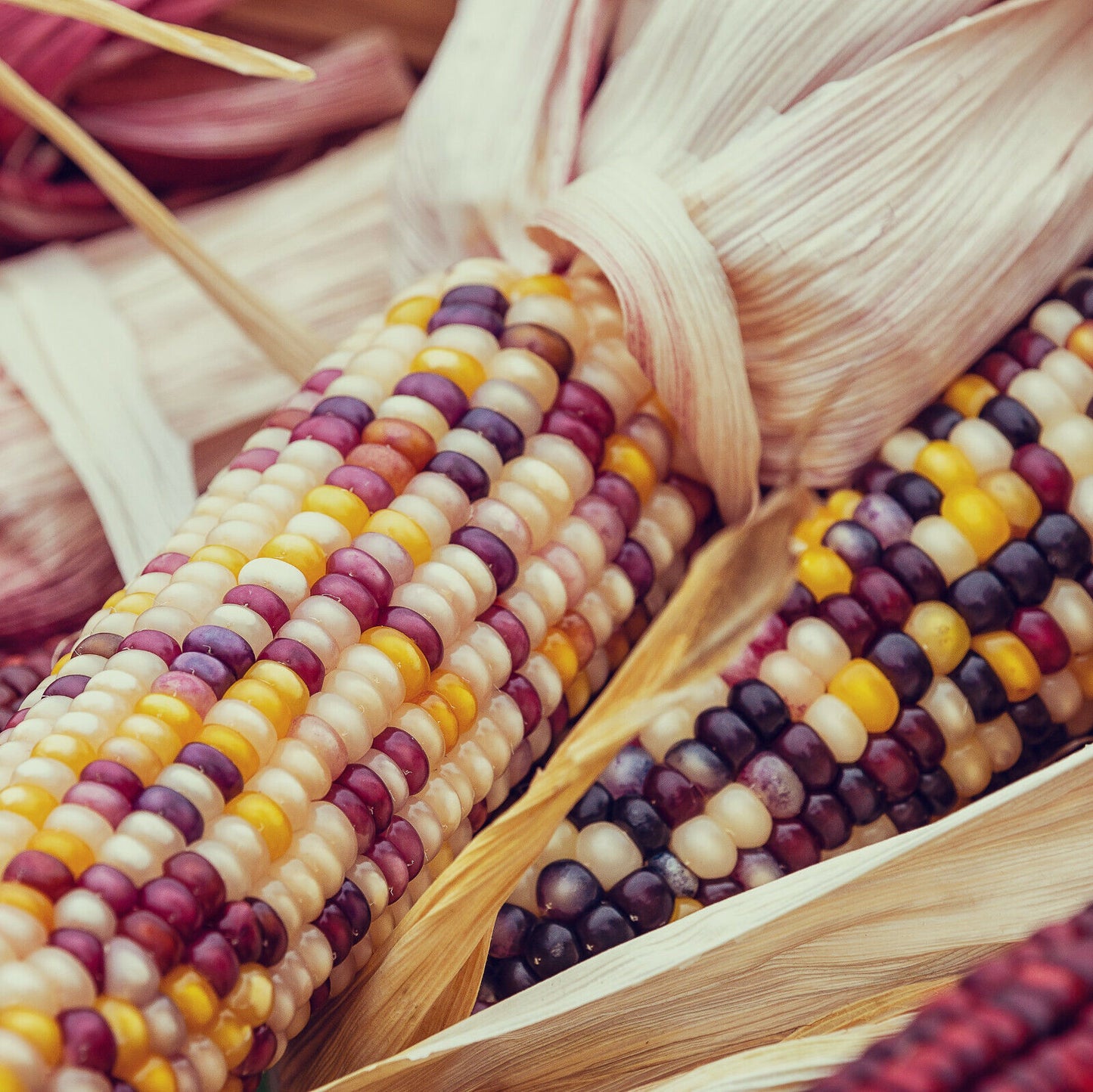 Rainbow Ornamental Corn Seeds