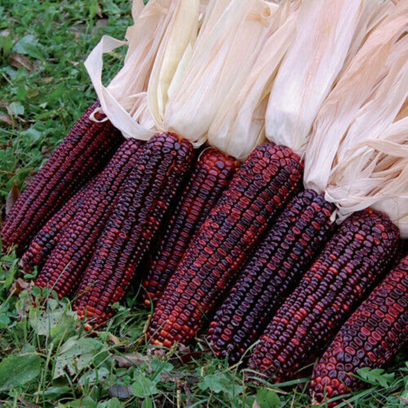 Rainbow Ornamental Corn Seeds