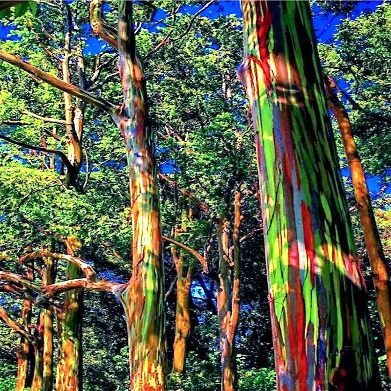 Tall rainbow eucalyptus trees with colorful trunks in a tropical forest