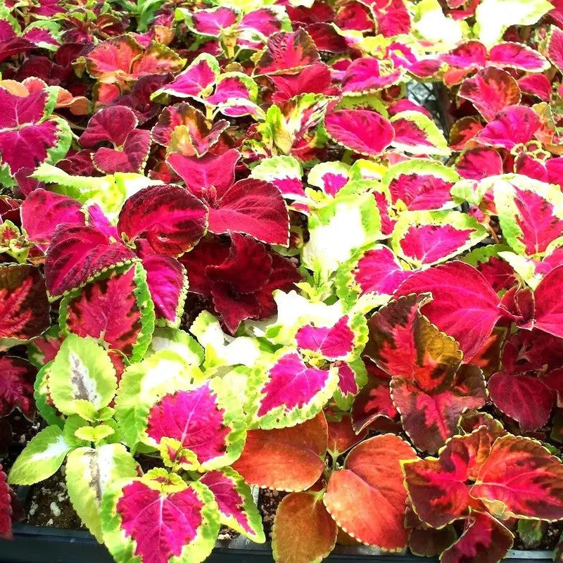 2000 Rainbow Mix Coleus Seeds