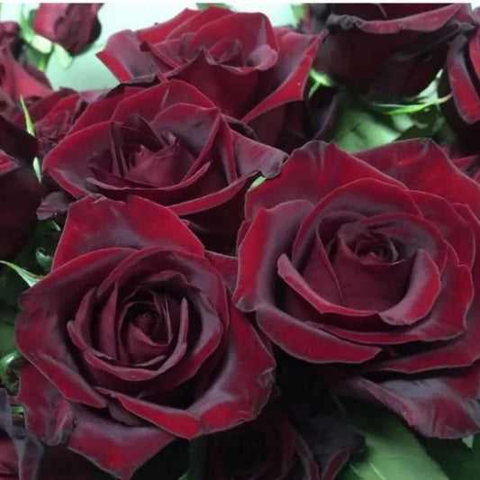 30 Rare Black Magic Rose Seeds