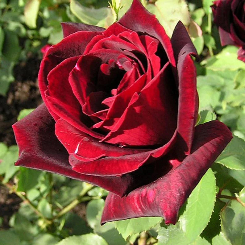 30 Rare Black Magic Rose Seeds