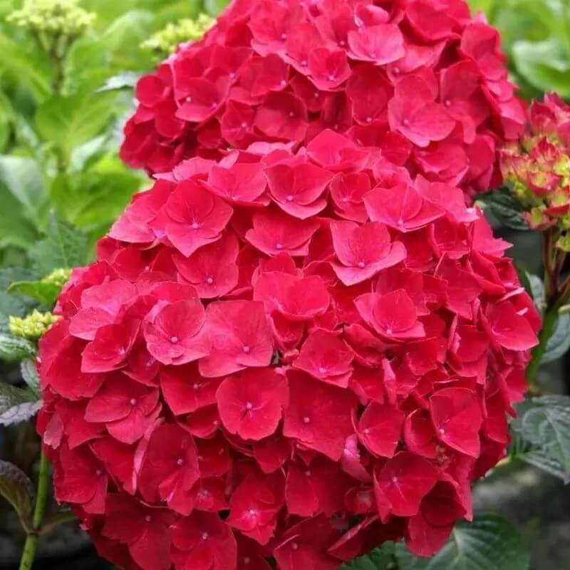 5 Hydrangea Seeds β Garden-Ready Perennial Beauty