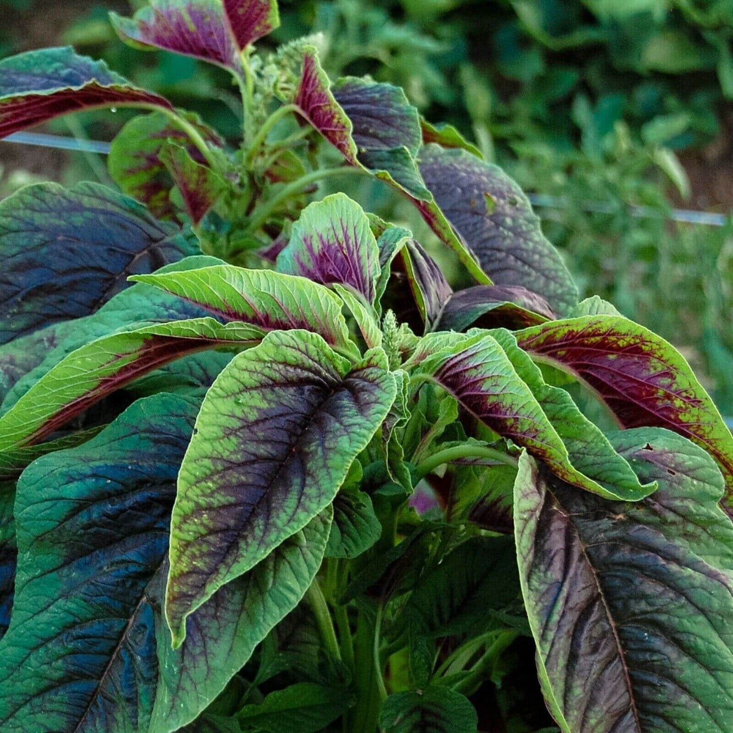 1000 Amaranth Red Striped Leaf Seeds