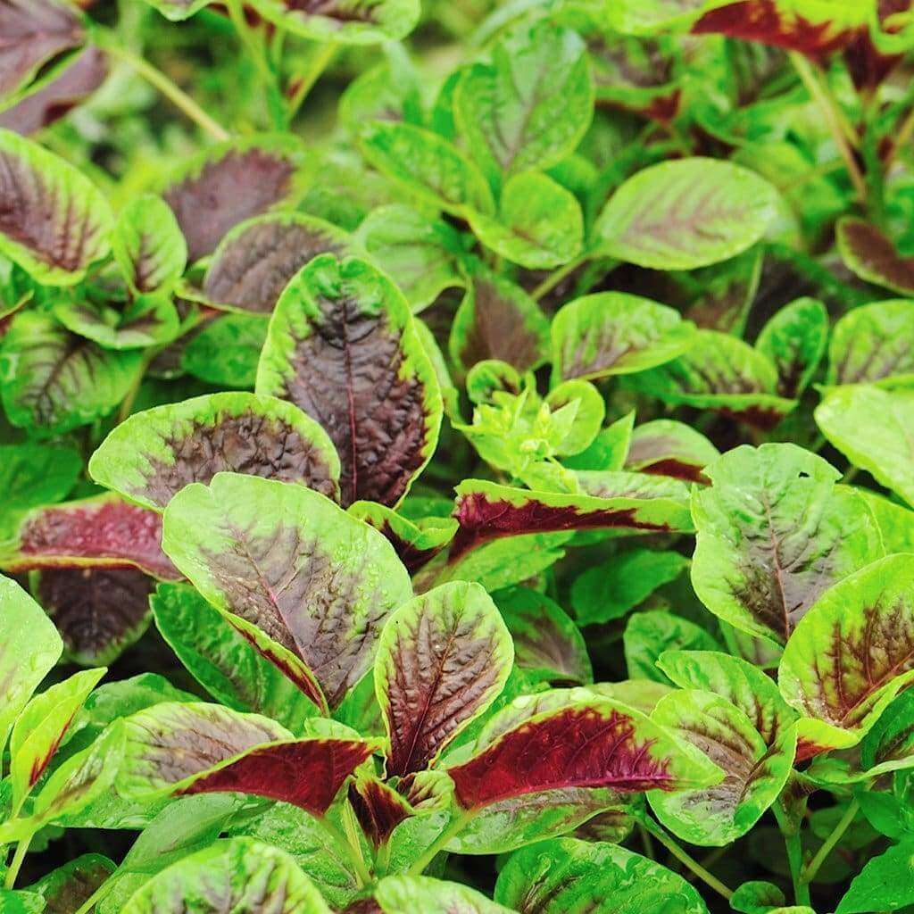1000 Amaranth Red Striped Leaf Seeds