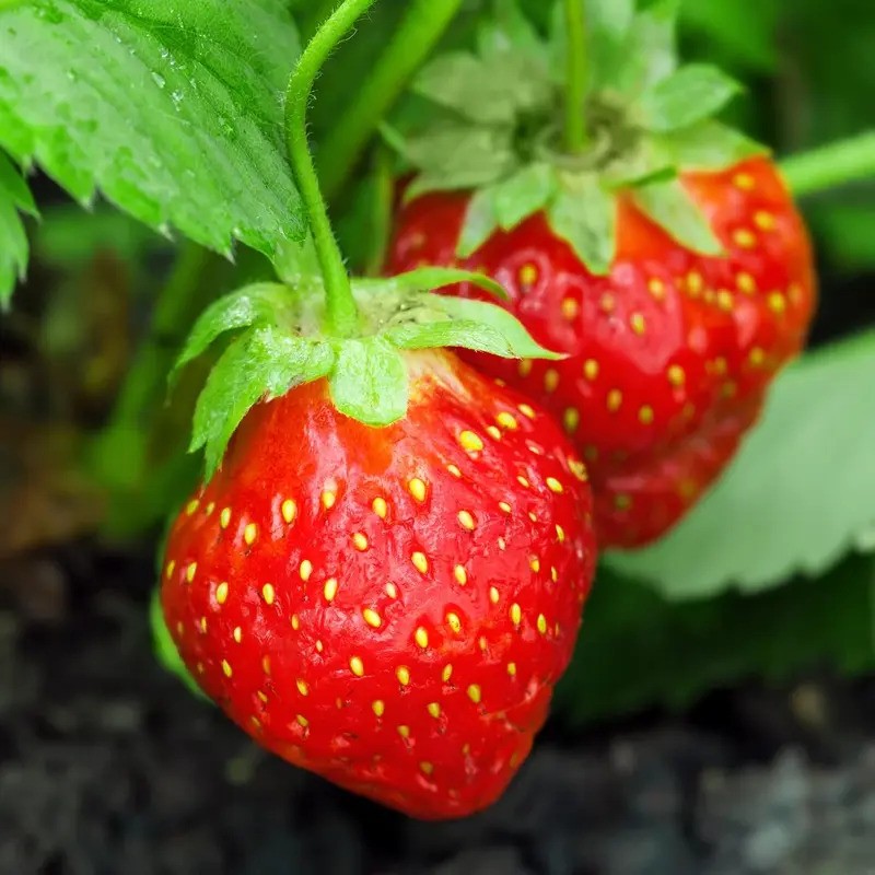 Juicy ripe strawberries growing on climbing vine
