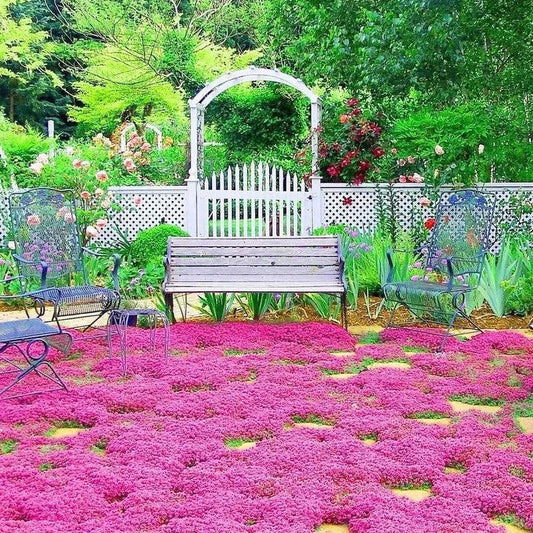 Red Creeping Thyme Seeds β Vibrant Groundcover | Non-GMO